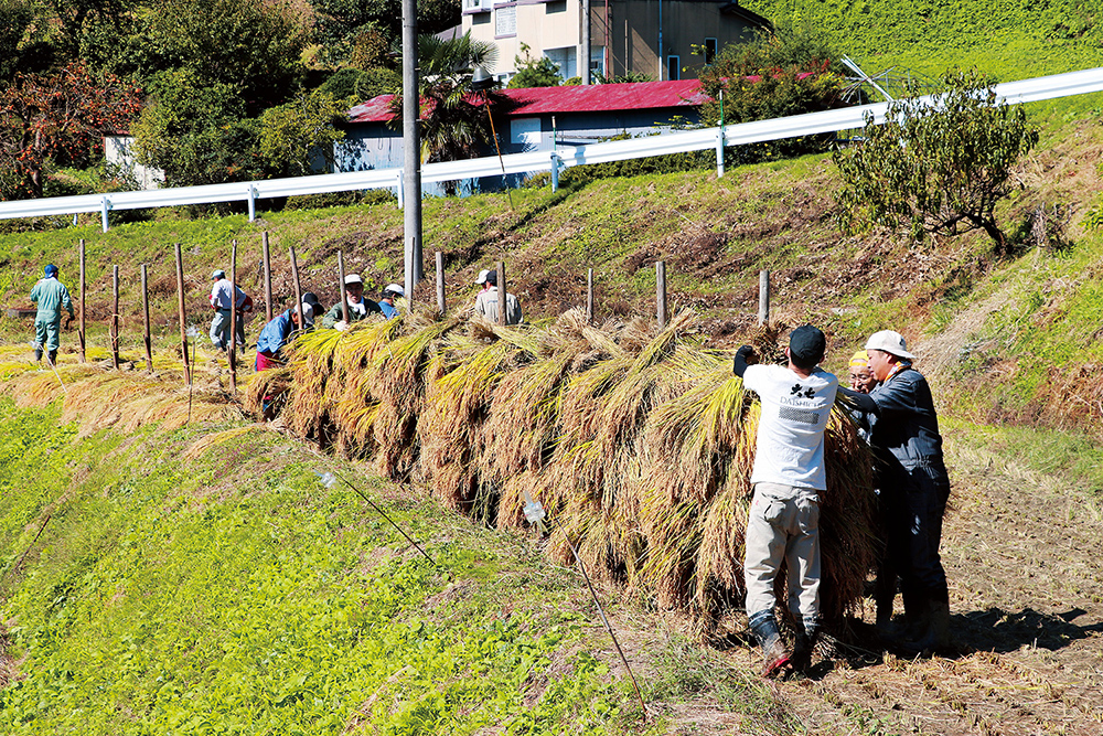 大七生もと特別純米酒 西谷棚田